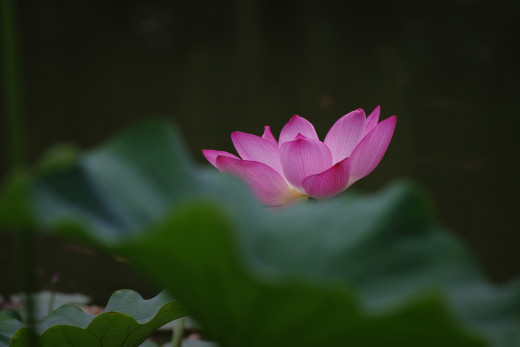 1015881 (a): :2000x1334